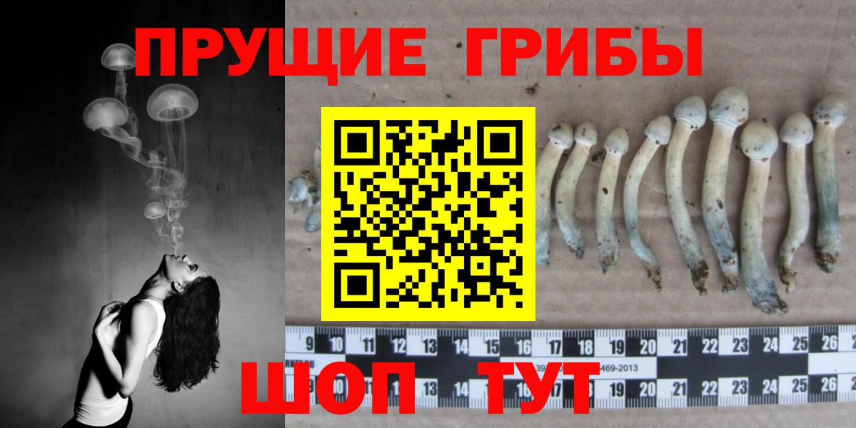 Псилоцибиновые грибы мицелий Знаменск